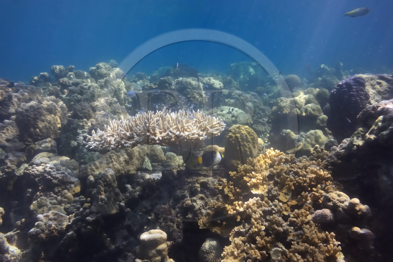 Philippines, Calamian Islands dans le nord de Palawan, Coron Island Natural Biotic Area, récif de corail