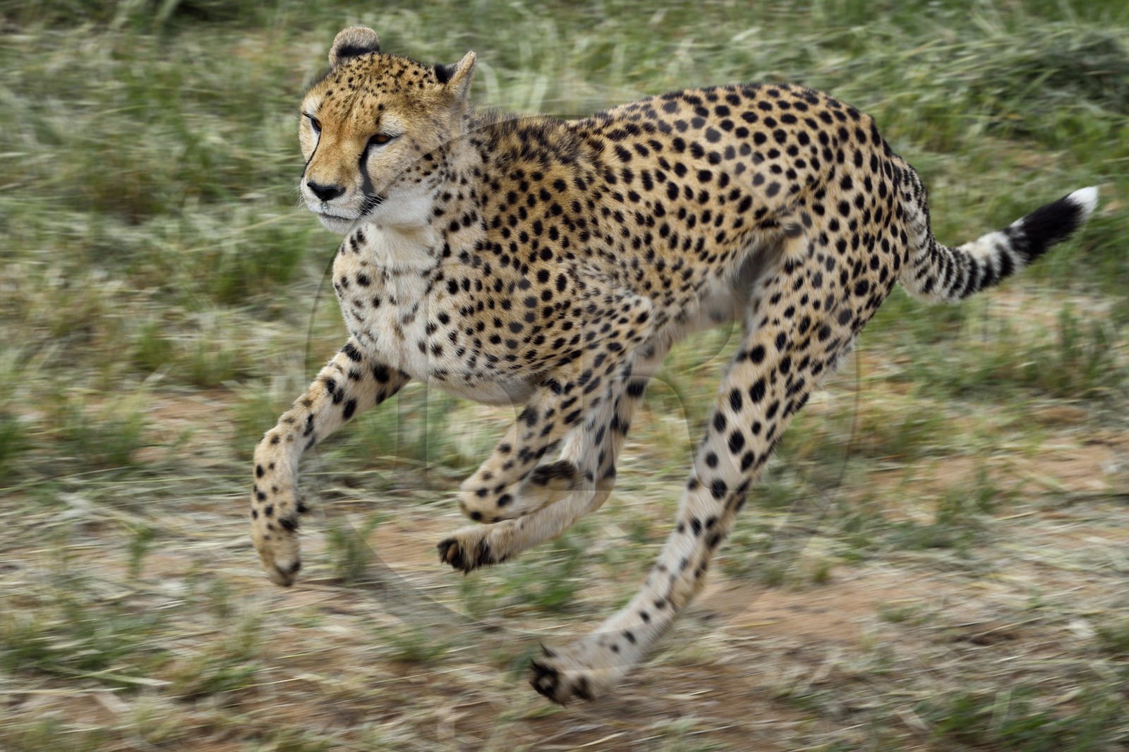Namibie, Otjiwarongo, Cheetah Conservation Fund, centre de recherche et d'éducation, guépard (Acinonyx jubatus) entrainé à courir pour rester en forme et sain