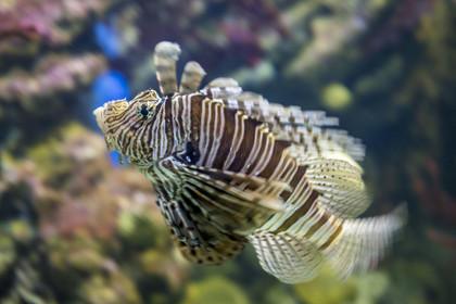 Espagne, Catalogne, Barcelone, Port Vell, l'aquarium, rascasse volante (Pterois miles) aussi appelé Poisson-scorpion