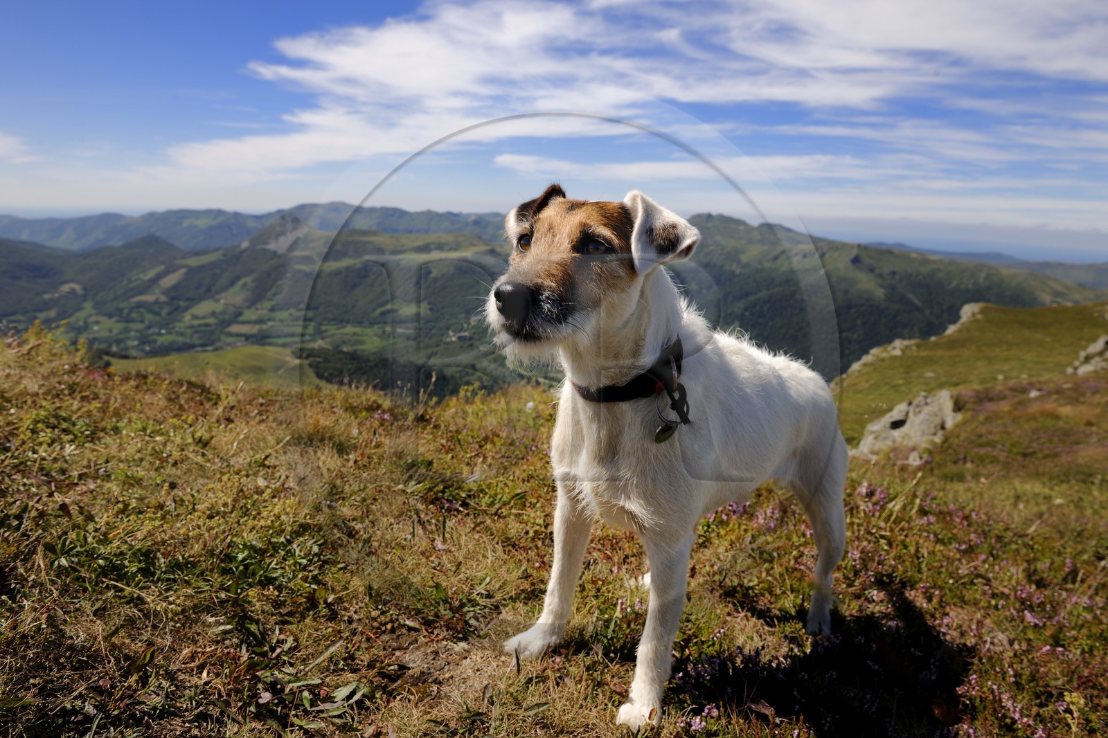 France, Cantal, Monts du Cantal, Parc Naturel Regional des Volcans d' Auvergne (Regional Nature Park of the Volcanoes of Auvergne), Parson Russell terrier at the top of the Plomb du Cantal (1855m)