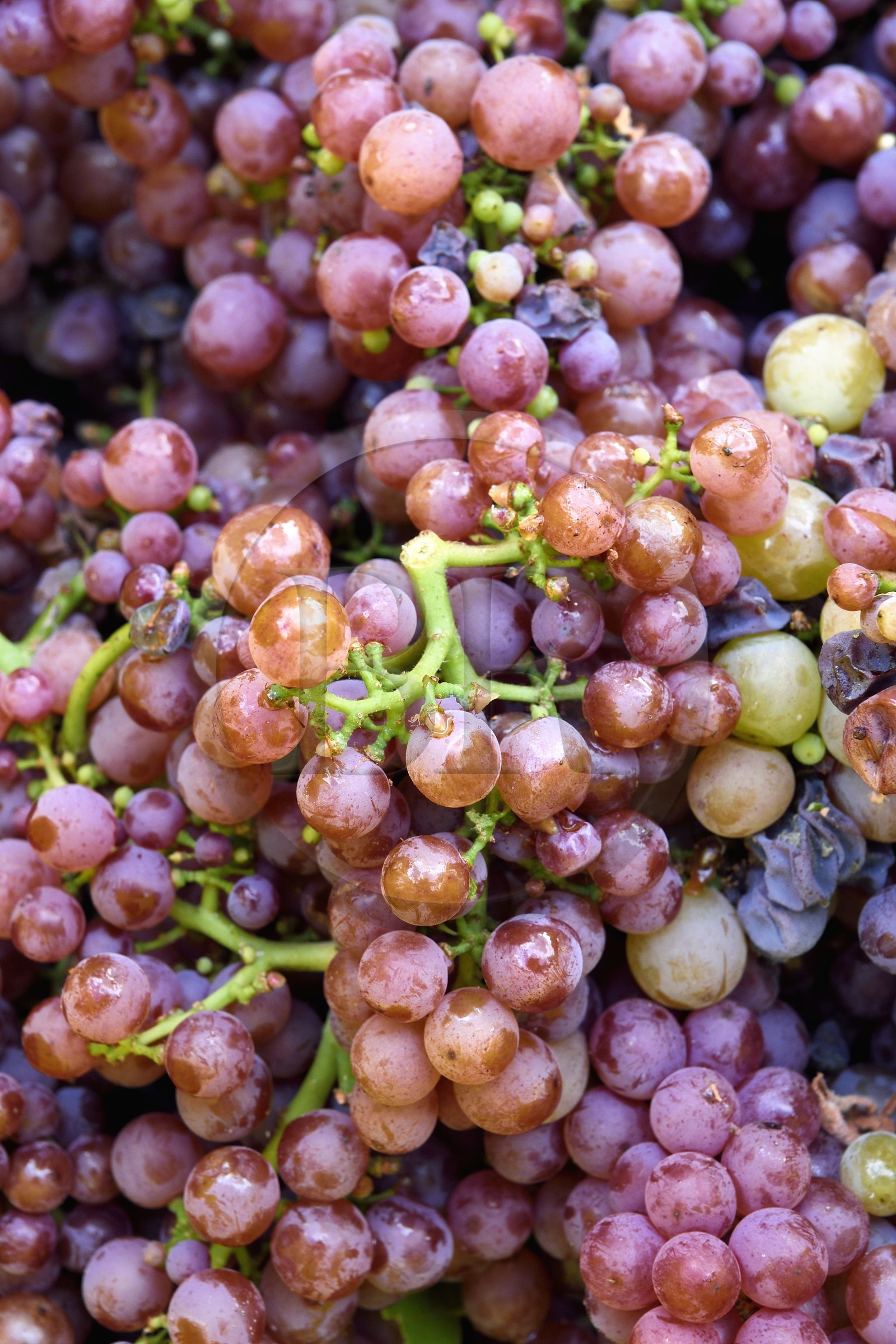 France, Bas-Rhin (67), Route des vins d'Alsace, Nothalten, vendanges sur une parcelle du Domaine viticole Philippe Sohler, grappes de raisin de gewurztraminer