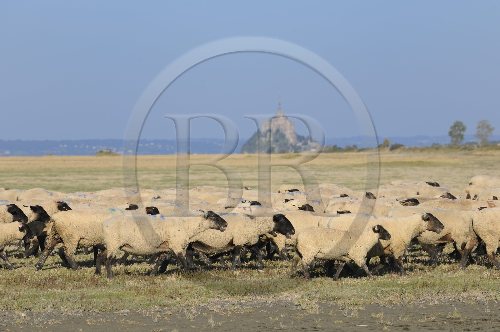 France, Ille-et-Vilaine (35), troupeau de moutons de prés salés du Mont-Saint-Michel