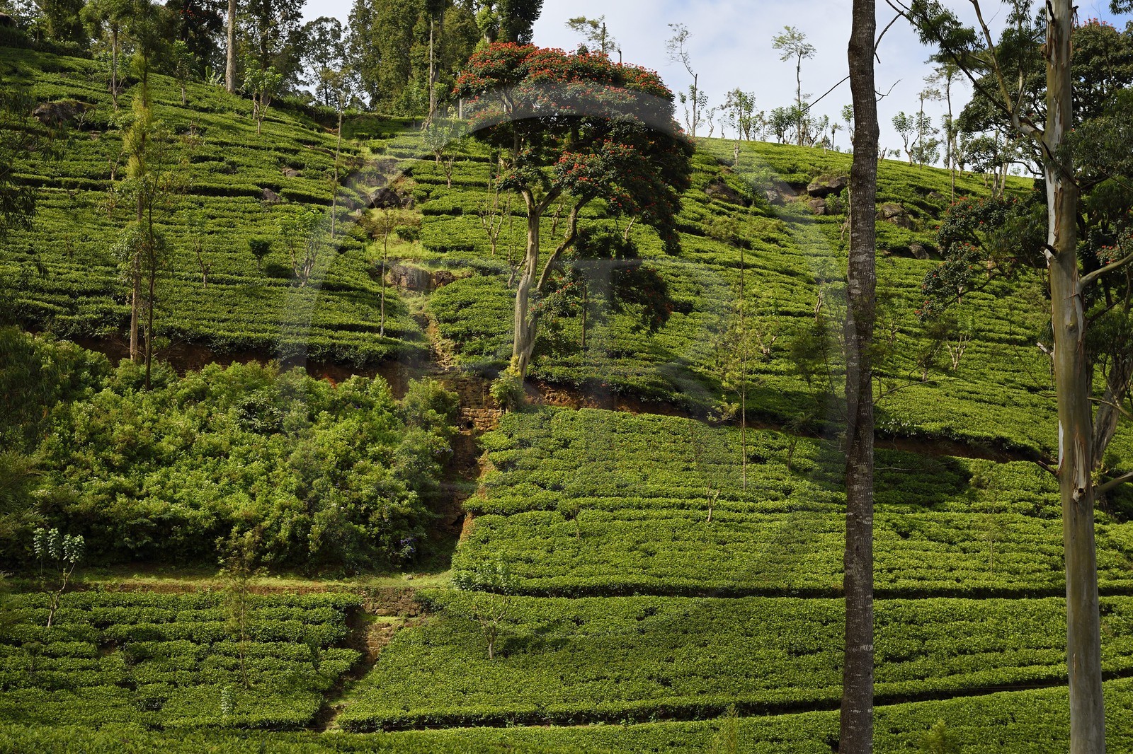 Sri Lanka, Central Province, the popular scenic train ride through the tea growing hill country between Hatton and Badulla, here batween Rotagala and Talawakele, tea plantation