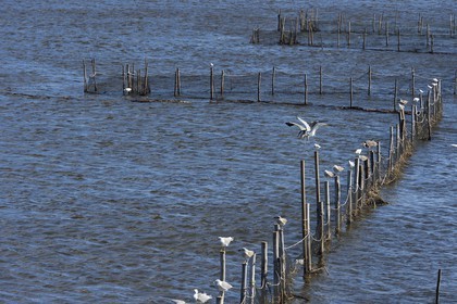 France, Haute-Corse (2B), l'étang de Biguglia (stagnu di Chjurlinu), réserve naturelle de Corse (RNC), héron cendré (Ardea cinerea) et mouettes perchées sur des pieux d'aulne