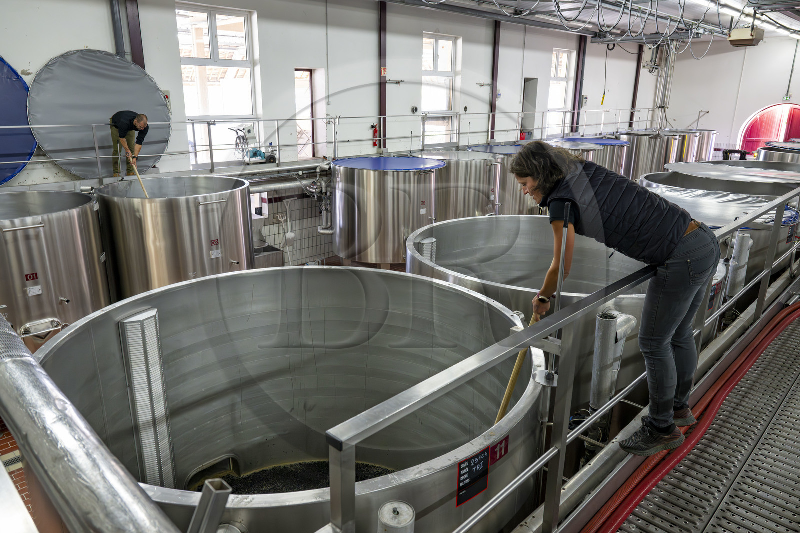 France, Cote d'Or, Climats terroirs of Burgundy listed as World Heritage by UNESCO, Beaune, Hospices de Beaune Winery, placing the grapes in temperature-controlled vats after sorting and destemming under the active supervision of the winegrower and winemaker of the Hospices de Beaune, Ludivine Griveau
