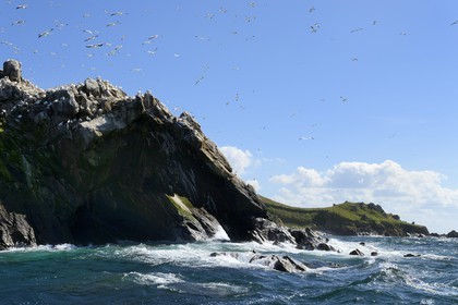 France, Cotes-d'Armor, Perros-Guirec, Sept-Iles Archipelago and bird sanctuary, Rouzic island, northern gannets colony (Morus bassanus), single point of nesting in France for more than 20,000 couples
