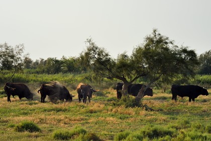 France, Bouches du Rhone, Parc naturel regional de Camargue (Regional Natural Park of Camargue), Vaccares pond, Brava cattle breed, breeding by ganaderias of so-called Spanish bulls for bullfights