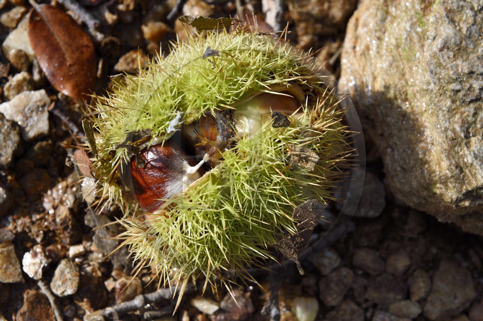 France, Var, Massif des Maures, Collobrières, chestnuts in their bug