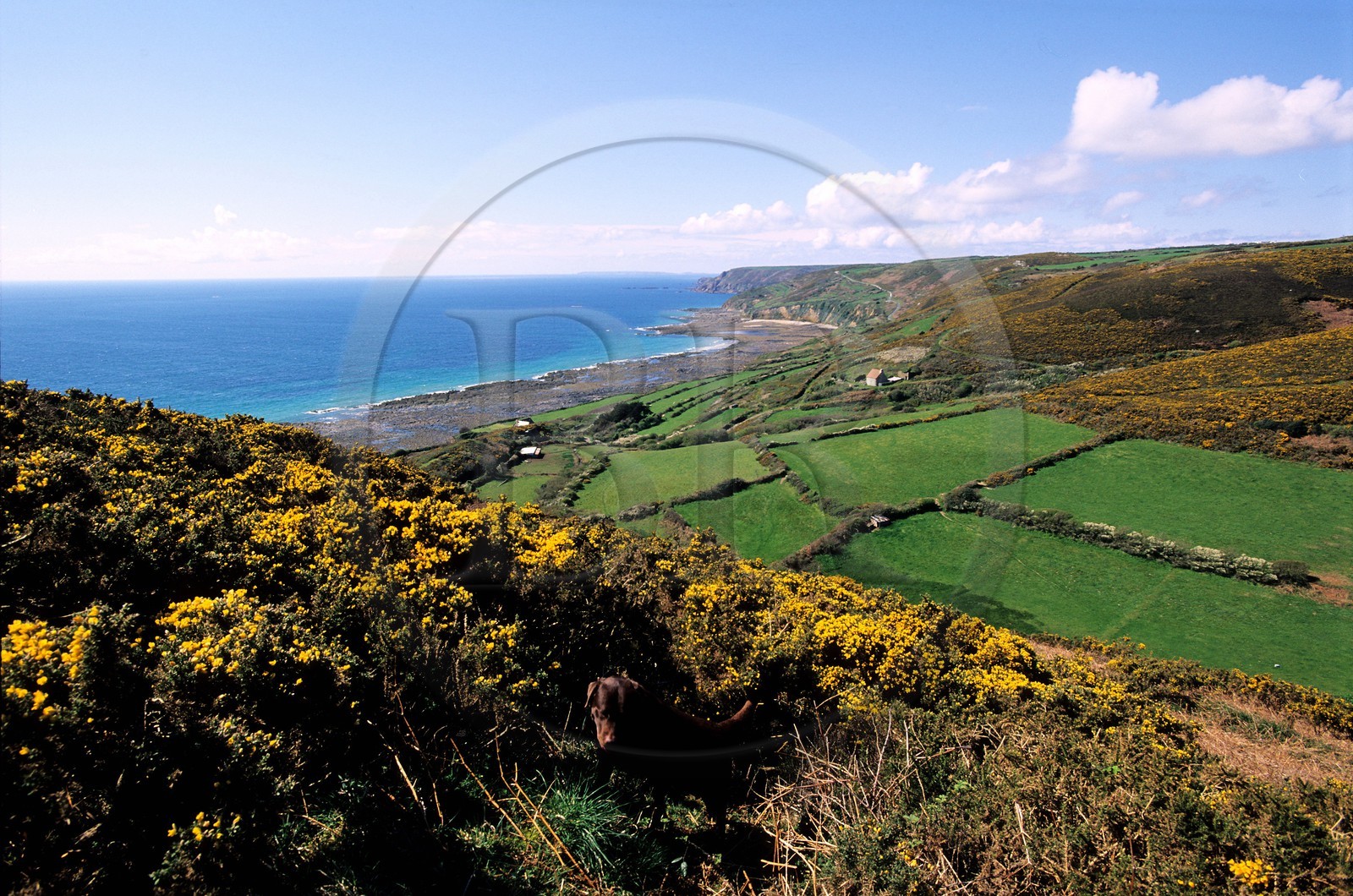France, Manche (50), Cotentin, Cap de la Hague, Baie du Houguet, lieu-dit Petit Beaumont et Nez de Jobourg