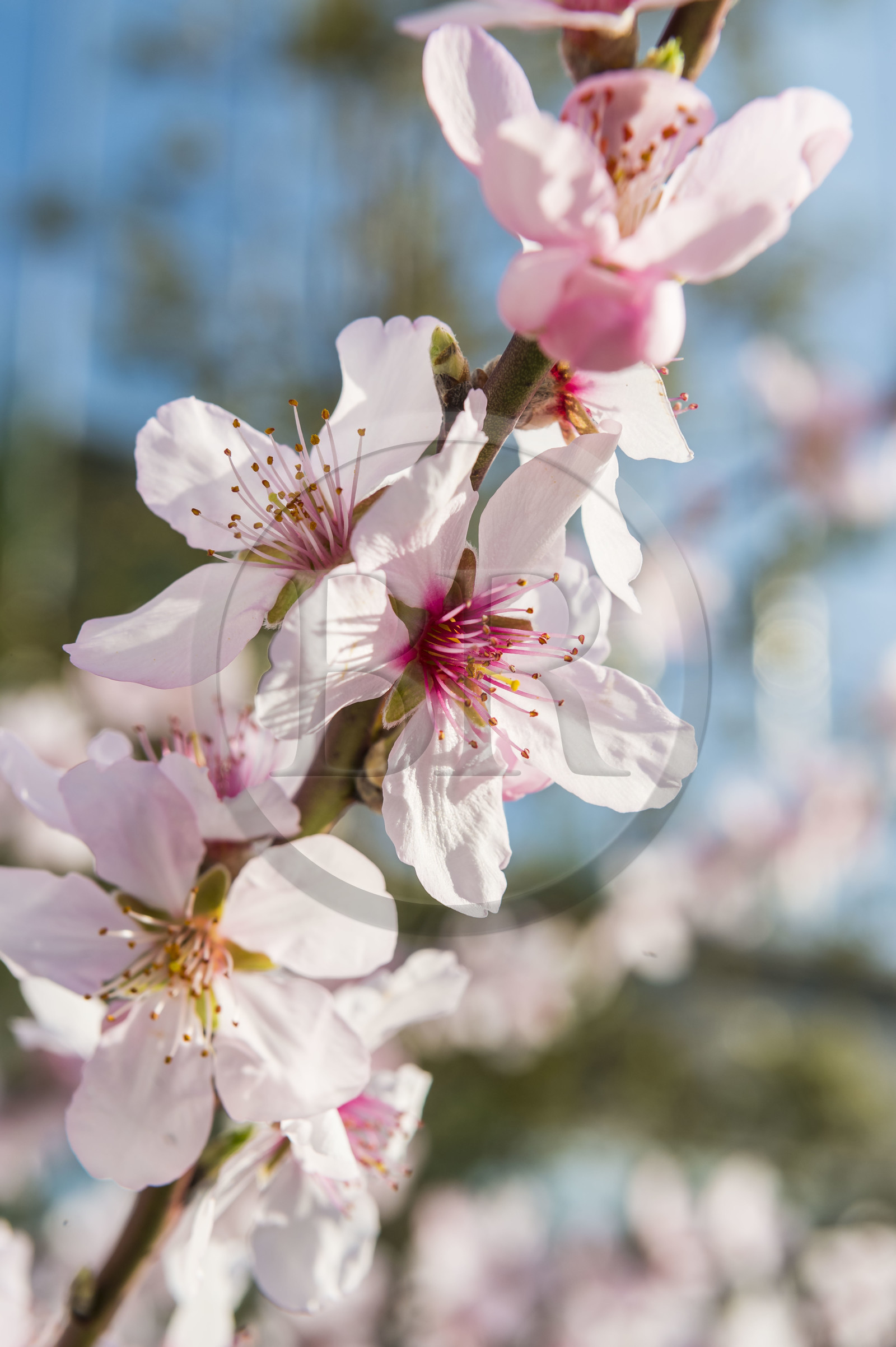 France, Gard (30), Nîmes, fleur de cerisier