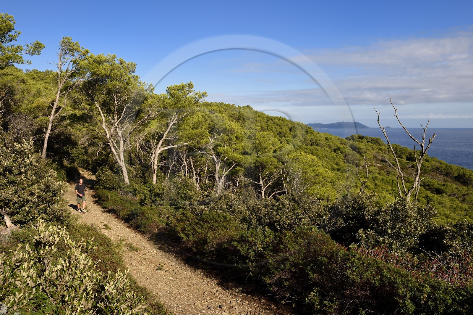 France, Var (83), Iles d'Hyères, parc national de Port Cros, Ile de Porquerolles, la côte Sud-Est sauvage vers la crique de la Galère, l'Ile de Port Cros en arrière plan