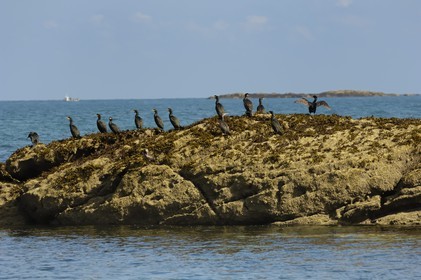 France, Manche (50), archipel des îles Chausey, cormoran (Phalacrocorax aristotelis)