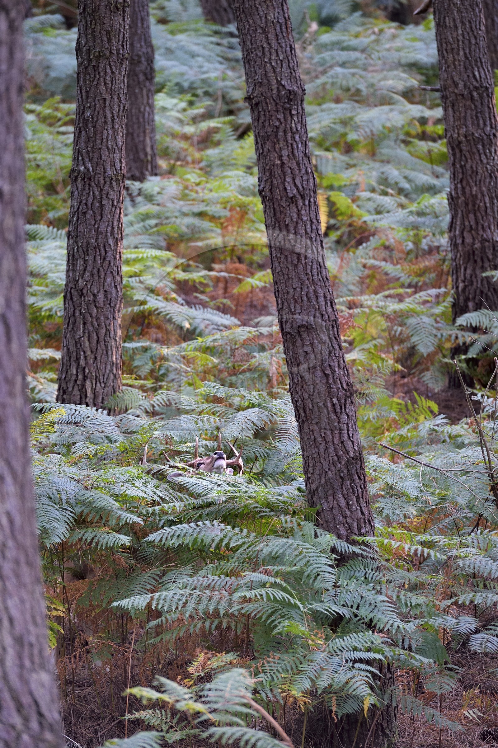 France, Vienne (86), Morton (parc privé), daim européen (Dama dama)