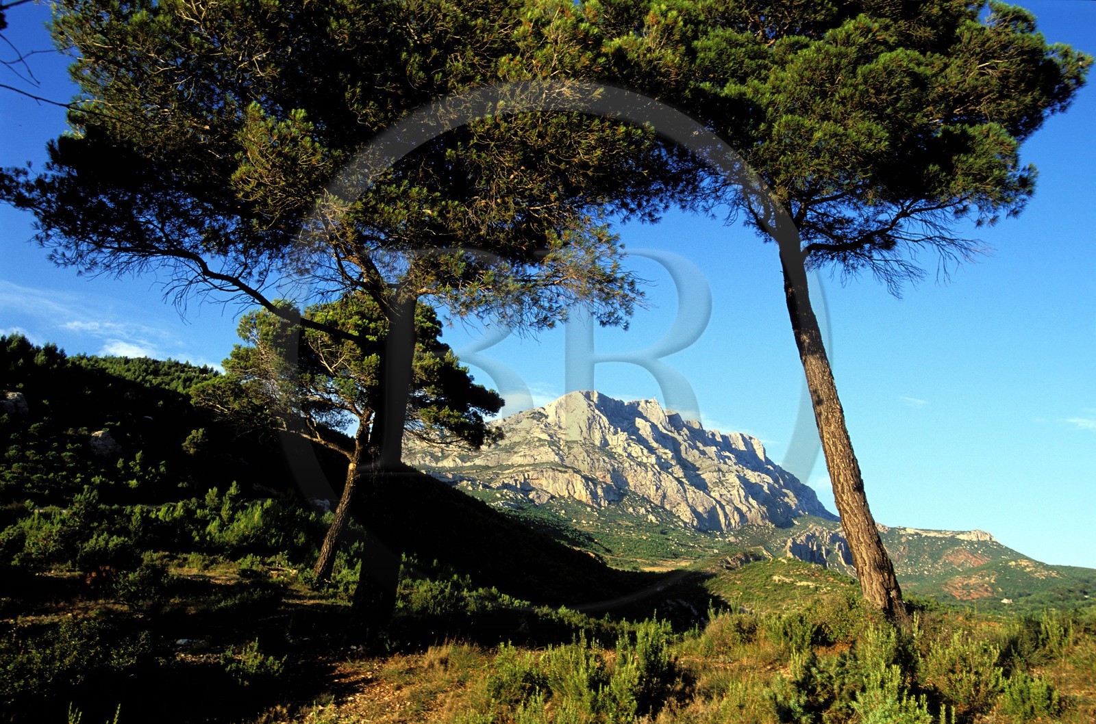 France, Bouches du Rhone, Montagne Sainte Victoire