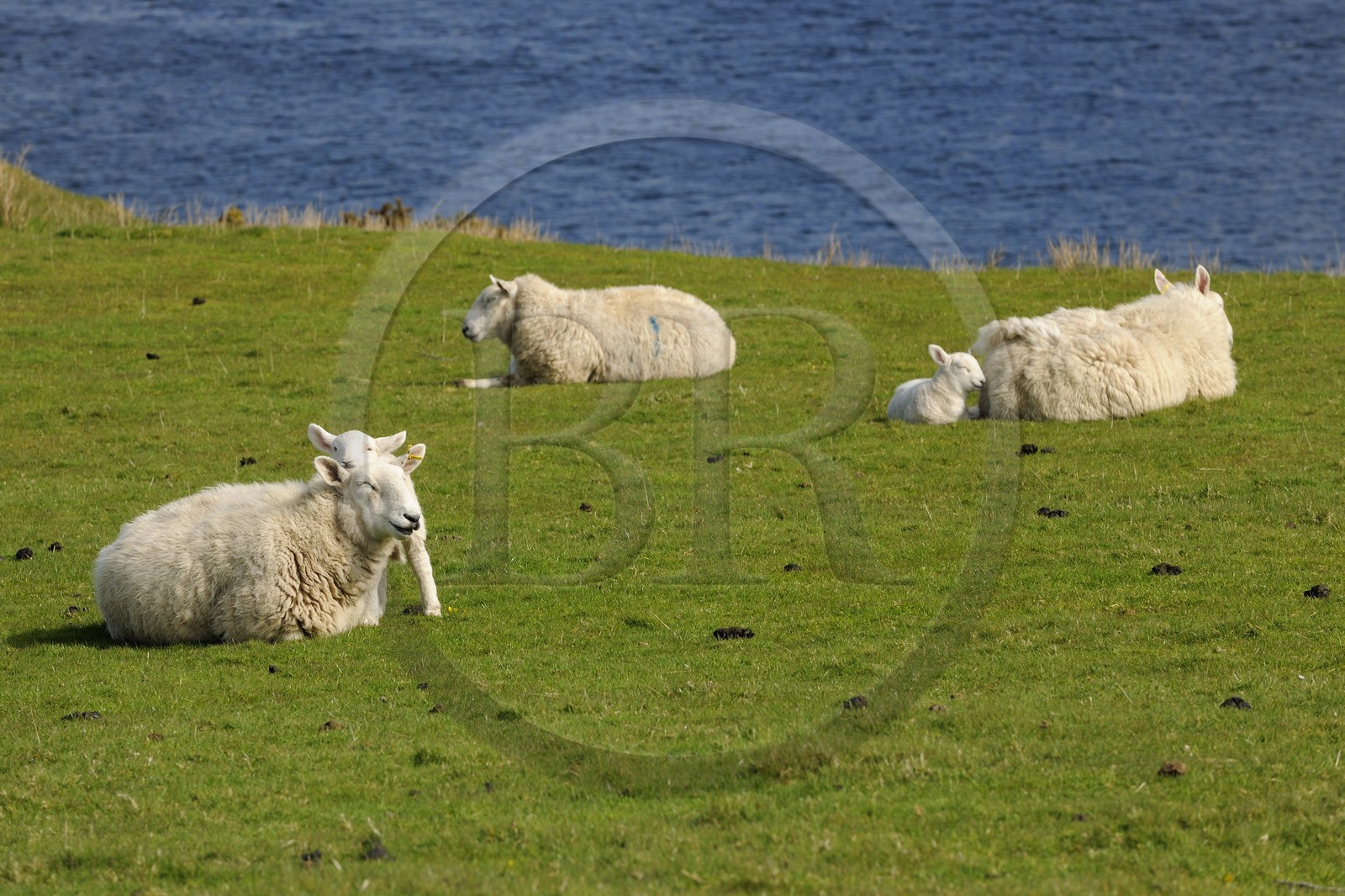 Royaume-Uni, Ecosse, région des Highlands, les Hébrides, île de Skye, moutons et leurs agneaux