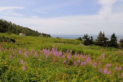 Canada, province de Québec, Gaspésie, île Bonaventure