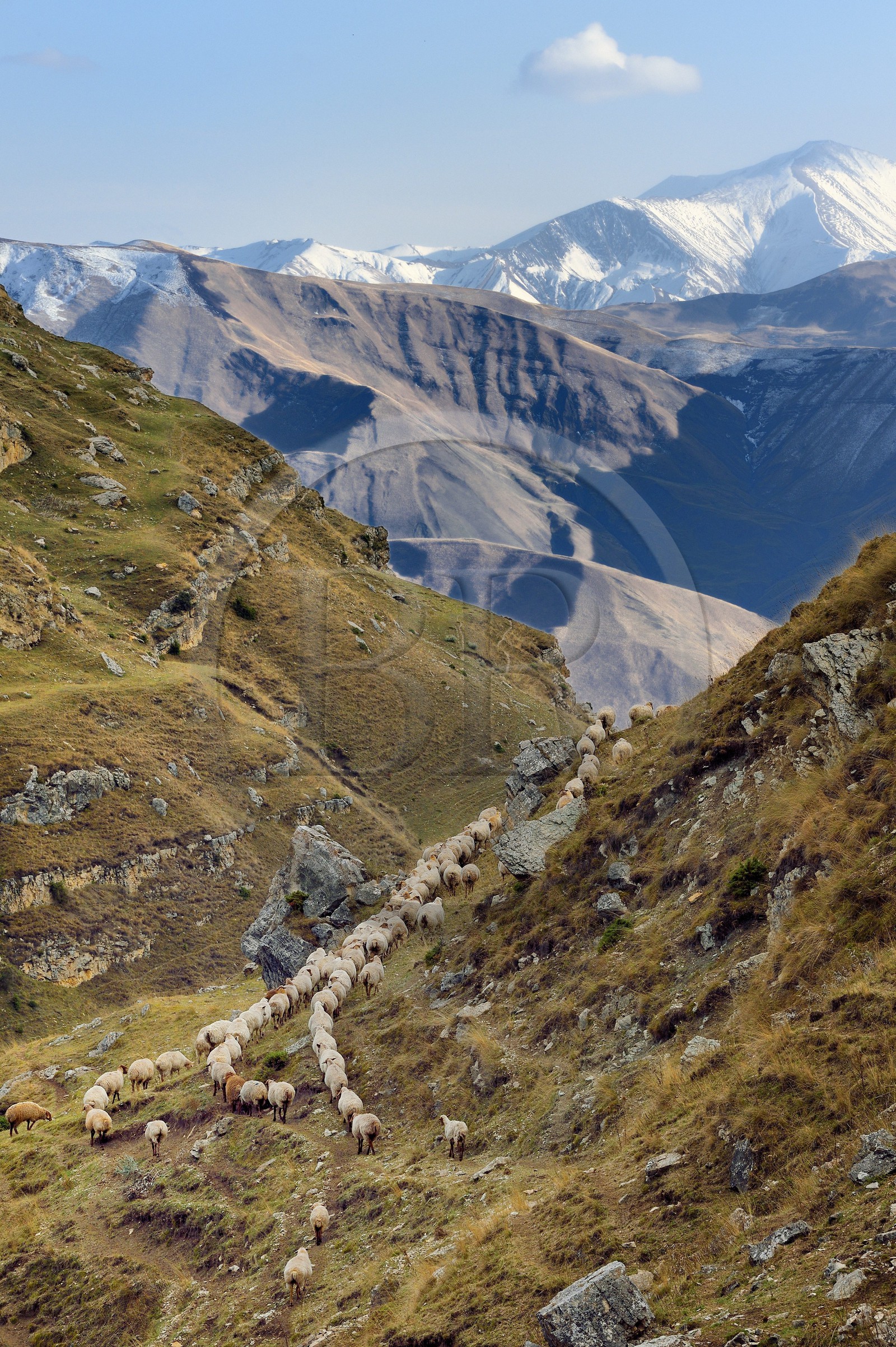 Azerbaijan, Quba (Guba) region, Greater Caucasus mountain range, hiking between the village of Qalaxudat and Giriz, line of sheep