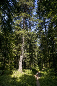 France, Hautes Alpes (05), Crots, randonnée en forêt domaniale de Boscodon, pin sylvestre de 1850