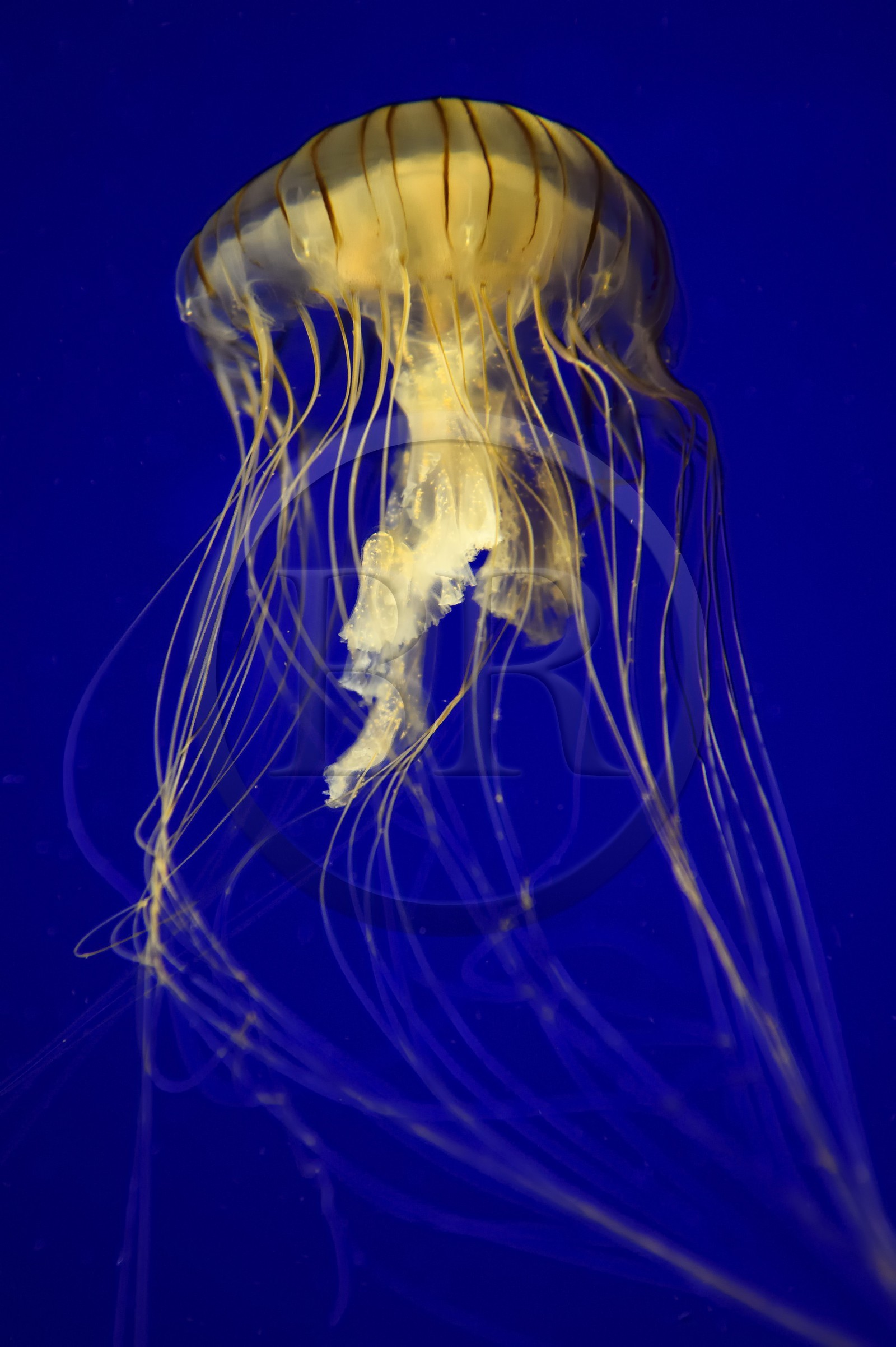 France, Charente-Maritime (17), La Rochelle, Aquarium La Rochelle, Mention obligatoire, méduse (Chrysaora Melanaster)