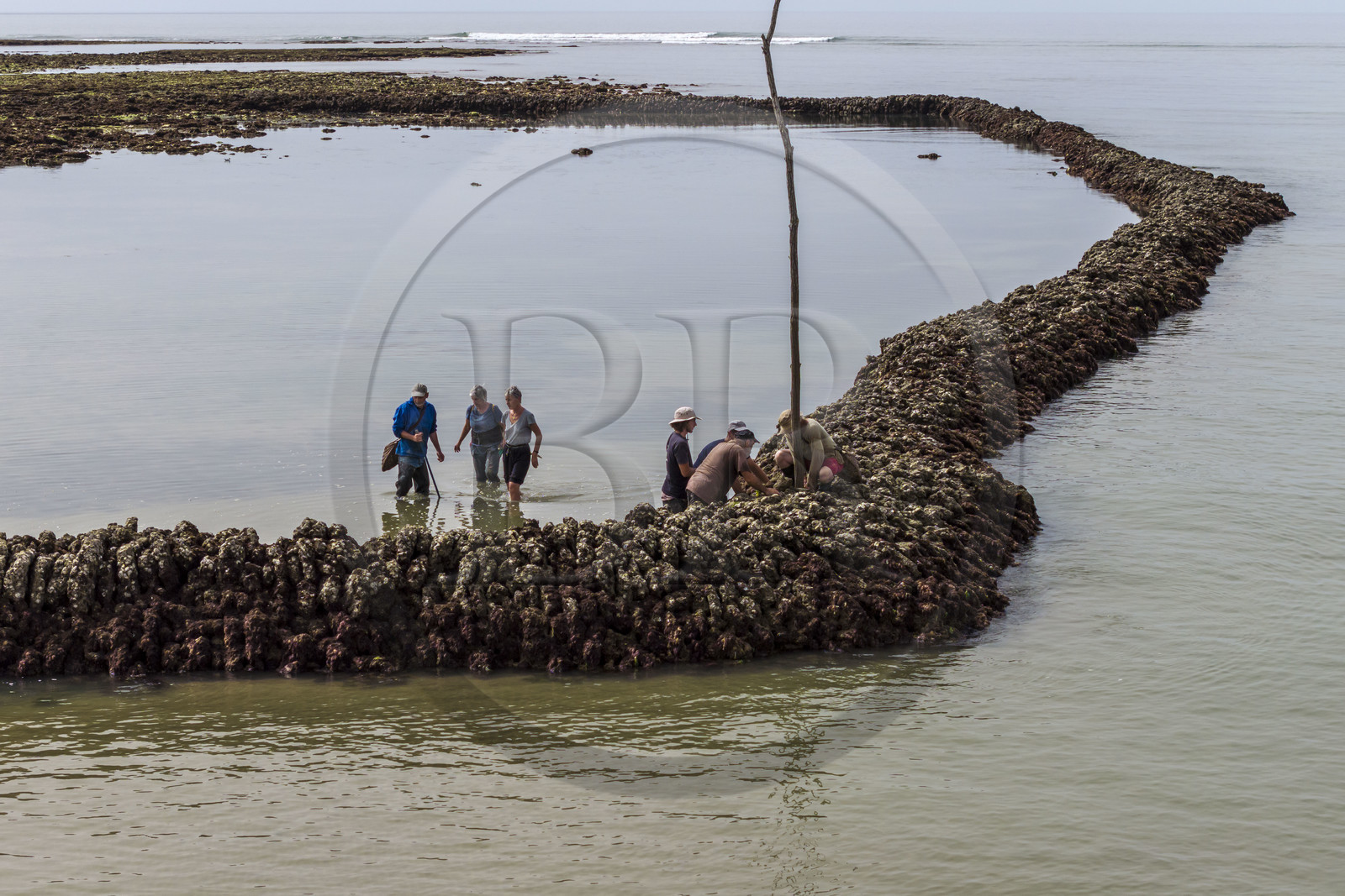 France, Charente-Maritime (17), Ile d'Oléron, Saint-Georges-d'Oléron, plage des Sables Vignier à marée basse, concessionnaires consolidant l'écluse à poissons des Basses (vue aérienne)