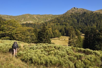 France, Cantal (15), Parc Naturel Régional des Volcans d'Auvergne, Le Lioran, randonneur et chevaux en pature dans l'ancien cirque glaciaire de Font d'Alagnon sous la montagne du Téton de Venus