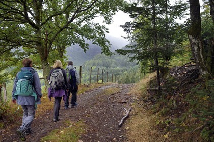 France, Haut Rhin, Ballons des Vosges Regional Natural Park, hikers going up the Storckensohn valley West of Fellering