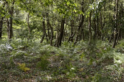 France, Morbihan (56), forêt de Brocéliande