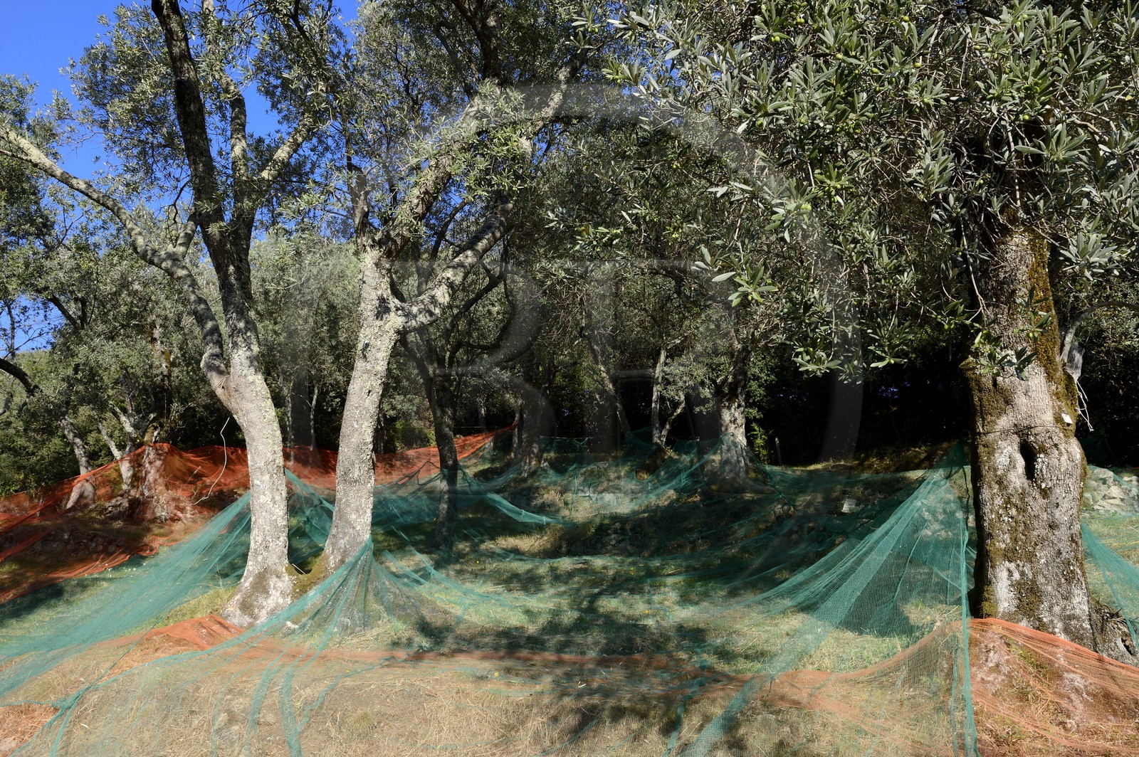 France, Corse-du-Sud (2A), Alta Rocca, Sainte-Lucie-de-Tallano (Santa Lucia di Tallà), olives de la variété germaines de Tallano