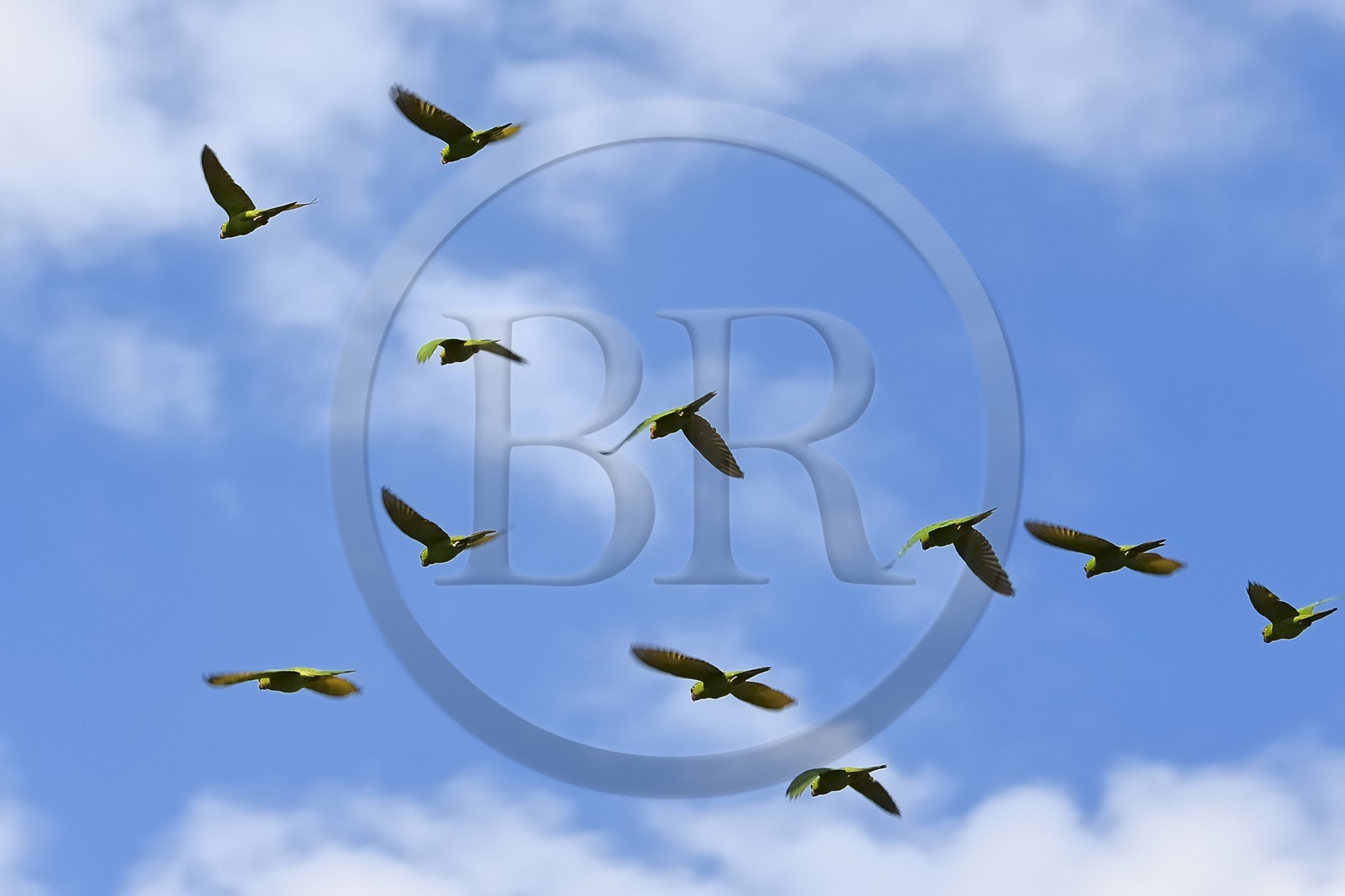 Nicaragua, Ile d'Ometepe réserve mondiale de Biosphère sur le lac Nicaragua, marais le long du Rio Istian, vol de perroquets