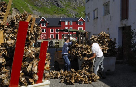 Norvège, Nordland, Iles Lofoten, Ile de Moskenes, stockage des morues séchées au village de A (Å)