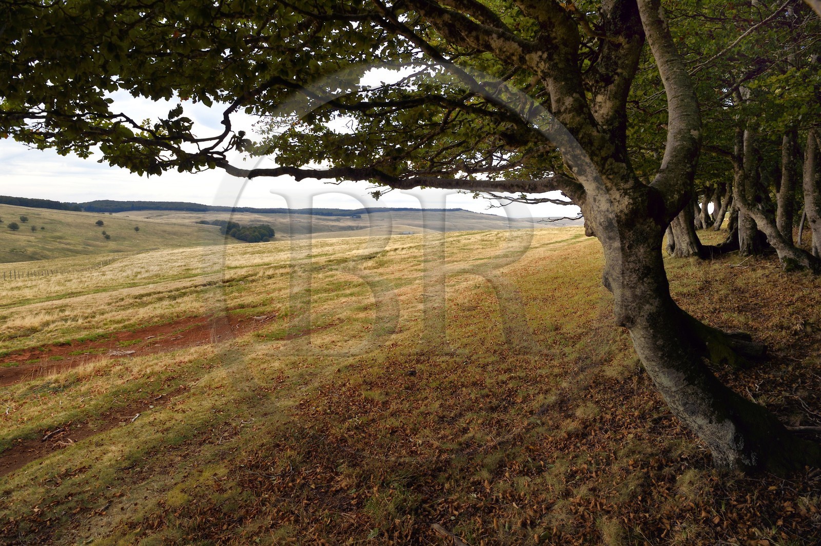 France, Cantal (15), Parc naturel régional de l'Aubrac, plateau de l'Aubrac, Saint-Urcize, forêt du Pas de Mathieu, vestige de la hêtraie originale de l'Aubrac