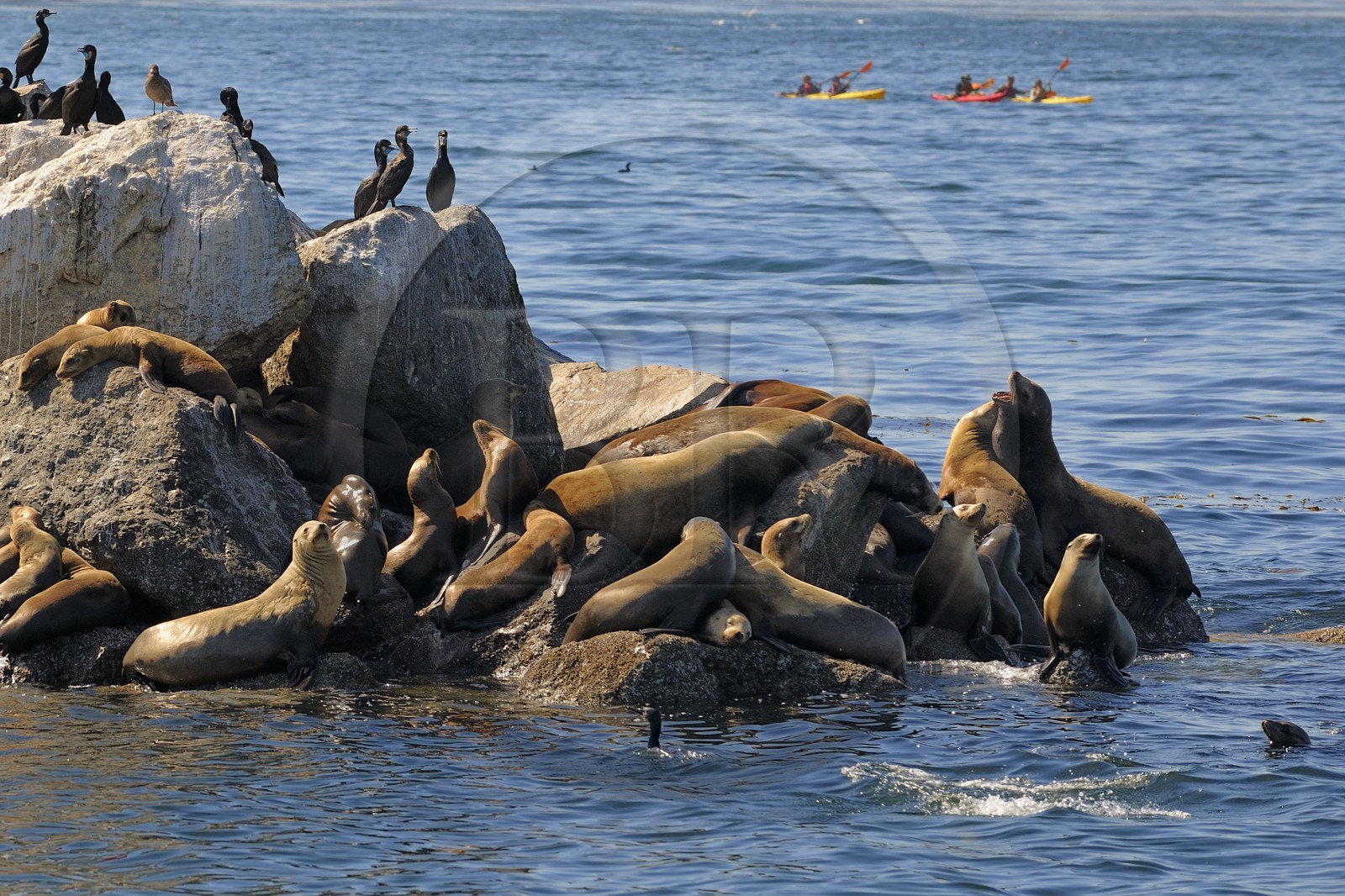 Etats-Unis, Californie, Otaries dans le port de Monterey