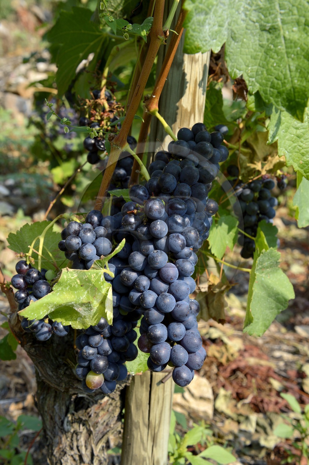 France, Rhone, Parc Naturel Regional du Pilat (Natural Regional Park of Pilat), Ampuis, Cote Rotie AOC vineyards in the Gilles Barge domain