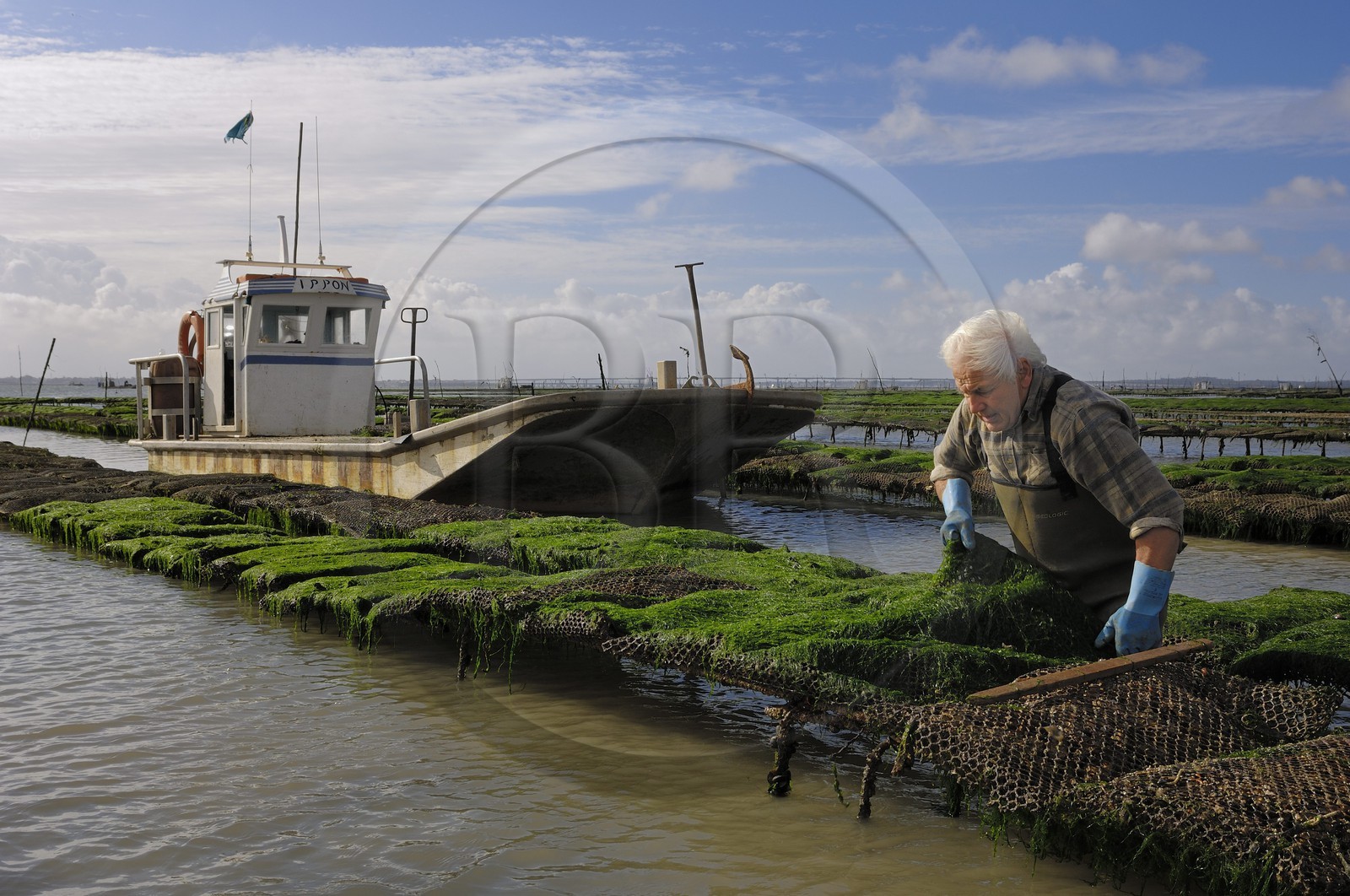 France, Charente-Maritime (17), le bassin Marrennes-Oléron au large de l'Ile d'Oléron, l'ostréiculteur André Massé dans un de ses parcs à huîtres