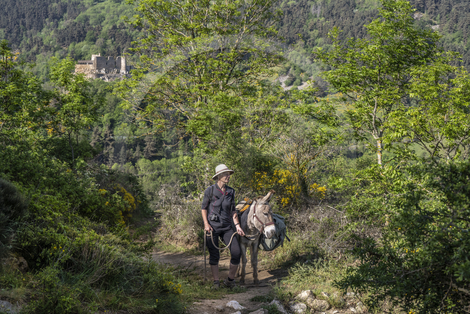 France, Haute-Loire (43), Goudet, Beaufort castle built around 1200 overlooks the Loire Valley, hiking with a donkey on the Robert Louis Stevenson Trail (GR 70), randonnée avec un âne sur le chemin de Stevenson (GR 70) et le chateau de Beaufort en arrière plan