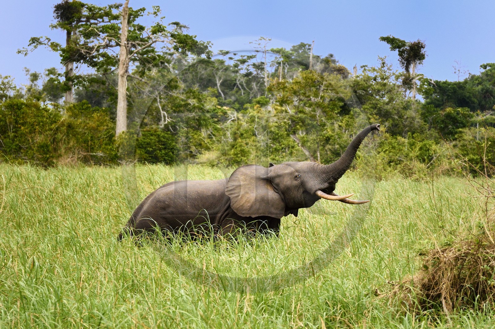 Gabon, province de Ogooué- Maritime, Parc National du Loango, site de Akaka dans la lagune du Fernan Vaz (Nkomi), éléphant de forêt d'Afrique (Loxodonta cyclotis)