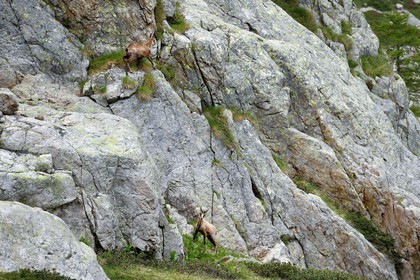 France, Alpes-Maritimes (06), parc national du Mercantour, vallée de la Valmasque, chamois (Rupicapra rupicapra)