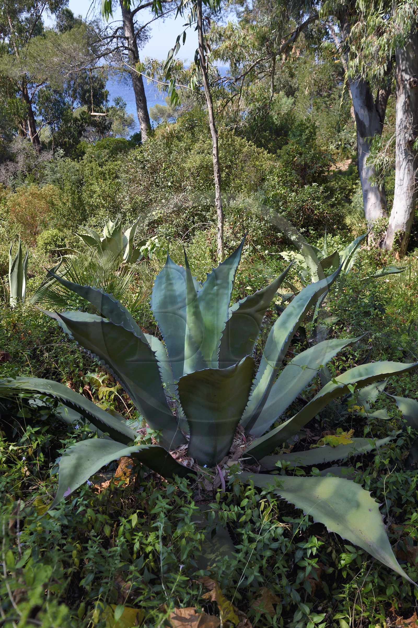 France, Var (83), Rayol-Canadel-sur-Mer, Domaine du Rayol, propriété du conservatoire du littoral mention obligatoire, le jardin des Méditerranées conçu par le paysagiste Gilles Clément, Agave salmiana var. ferox