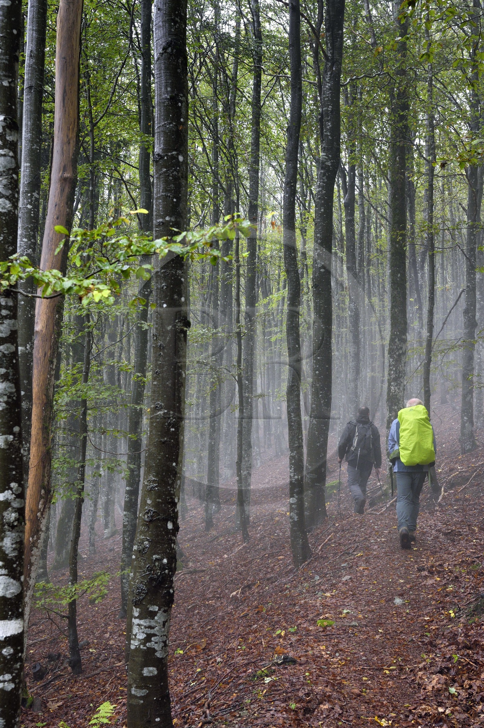 France, Vosges (88), Parc naturel régional des ballons des Vosges, Saint-Maurice-sur-Moselle, randonneurs traversant une foret de hêtres