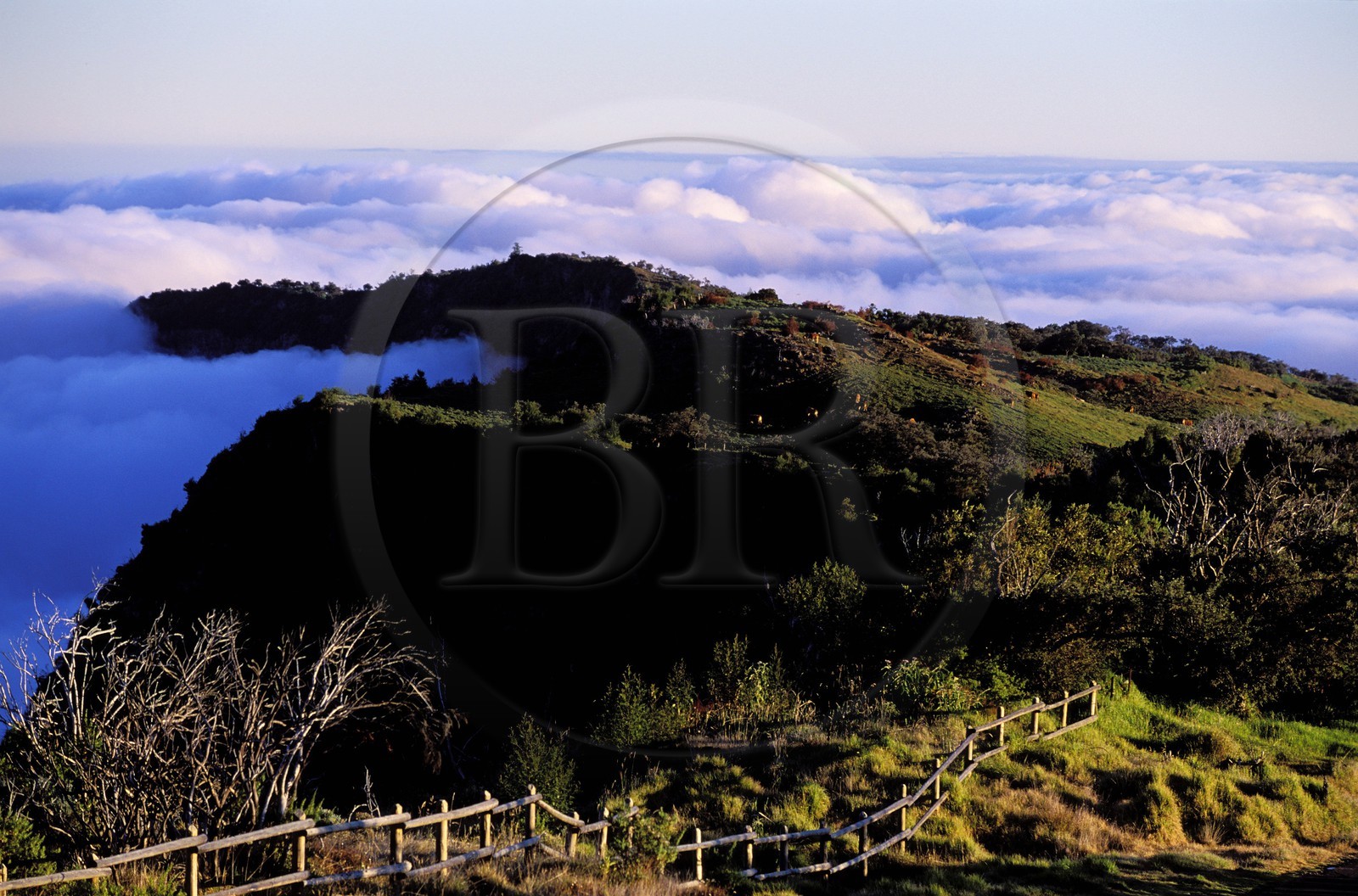 France, île de la Réunion, pâturages le long de la Rivière des Remparts