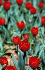 France, flower, red tulip