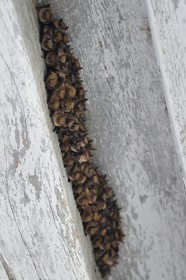 France, Allier (03), ancienne province du Bourbonnais, Besson, chateau de Fourchaud (XIVe siècle au XVIe siècle) appartenant aujourd'hui aux descendants des Bourbon-Parme
