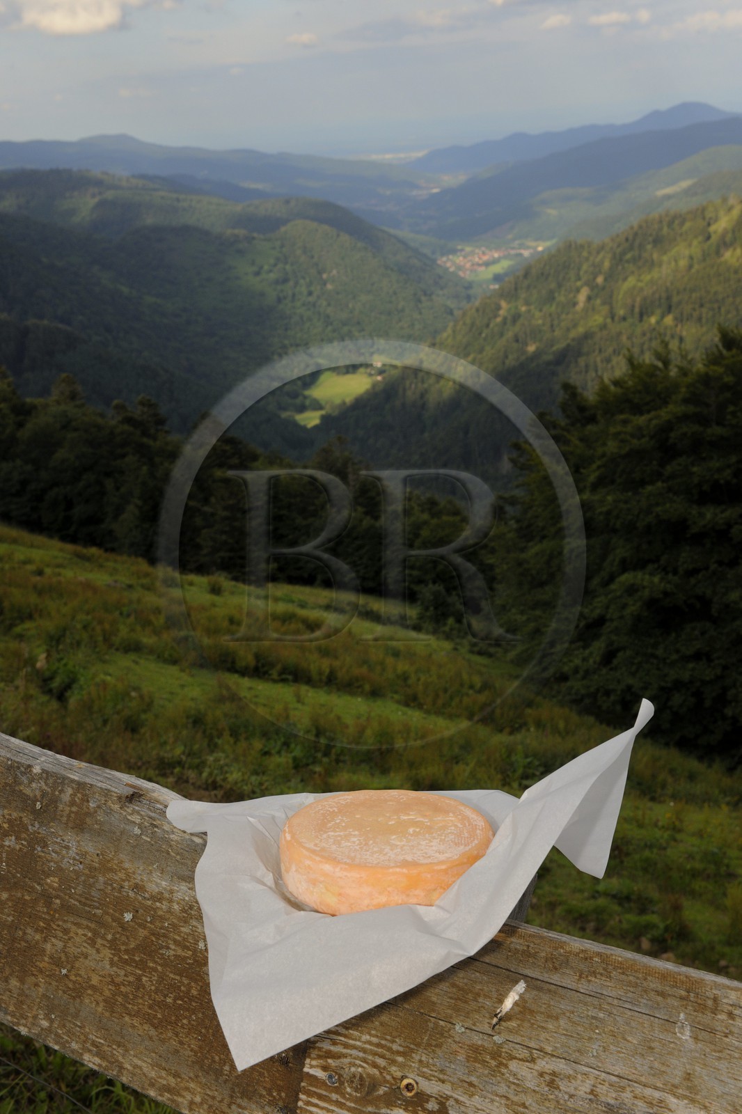 France, Haut Rhin, scenic road of la route des Cretes near Metzeral, marcaire de Steinwasen farm, Munster cheese