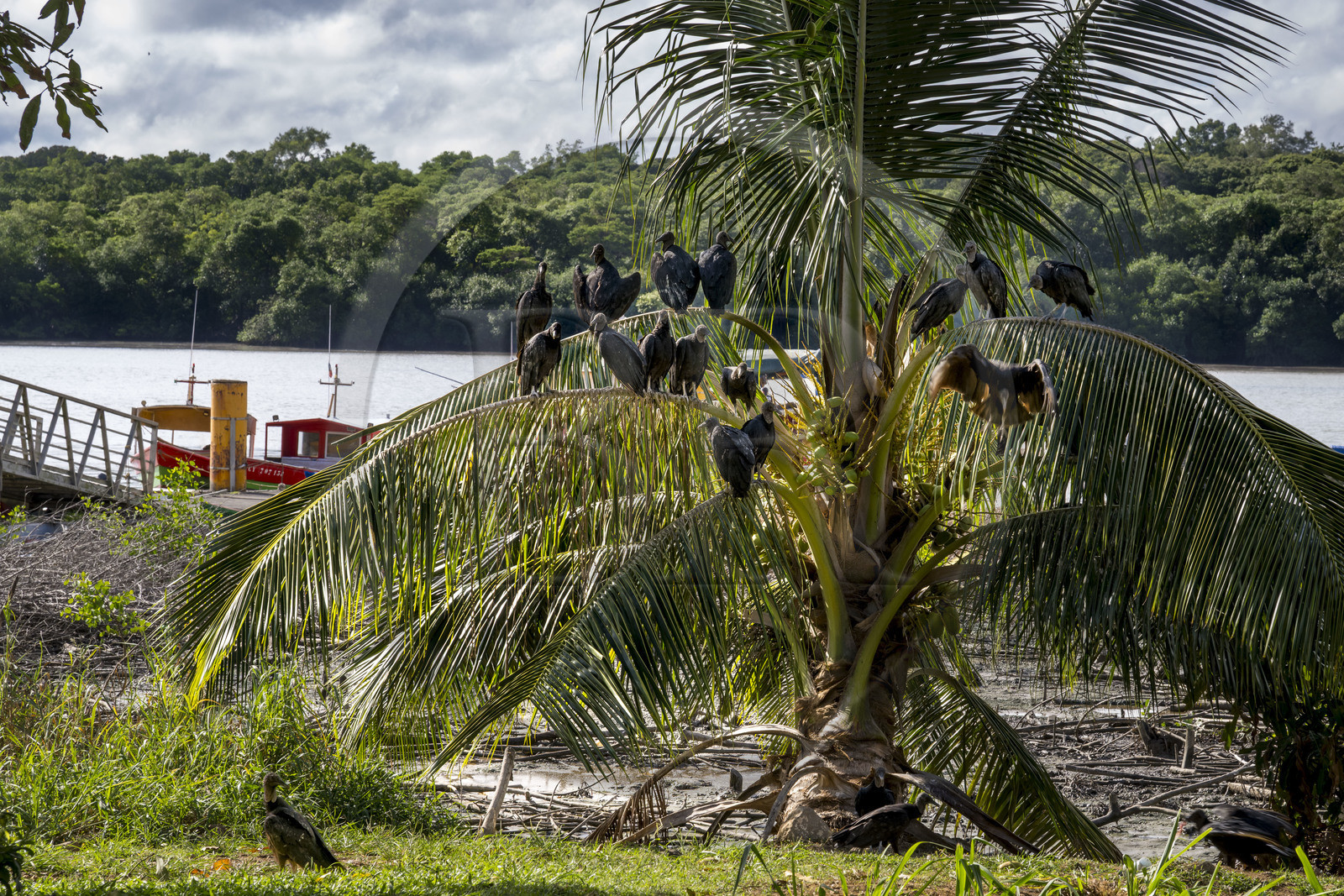 France, Guyane, Kourou, vautour Urubu noir (Coragyps atratus) dans l'estuaire du fleuve Kourou