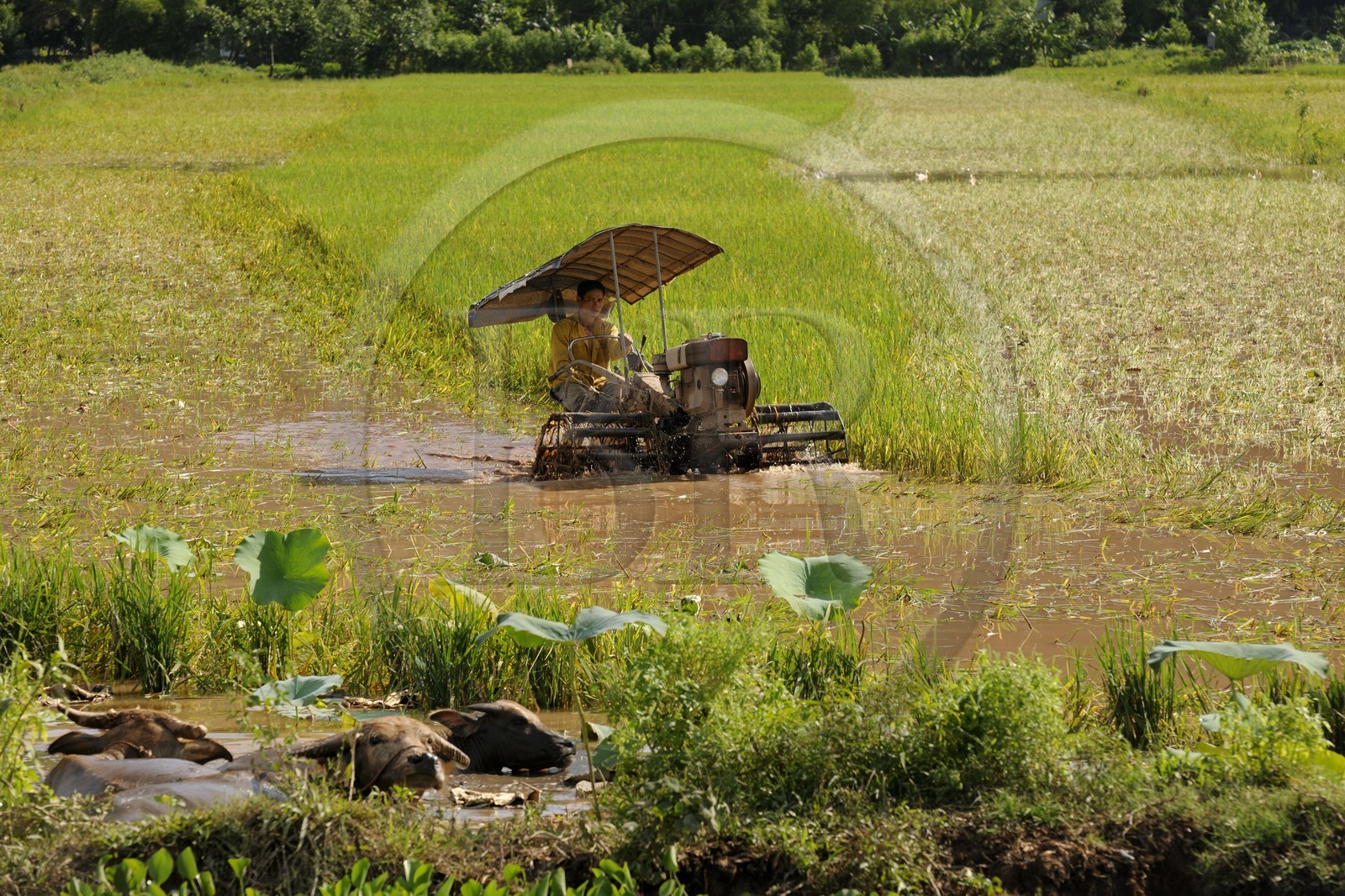 Vietnam, Ninh Binh province, rice harvest mechanized and buffaloes
