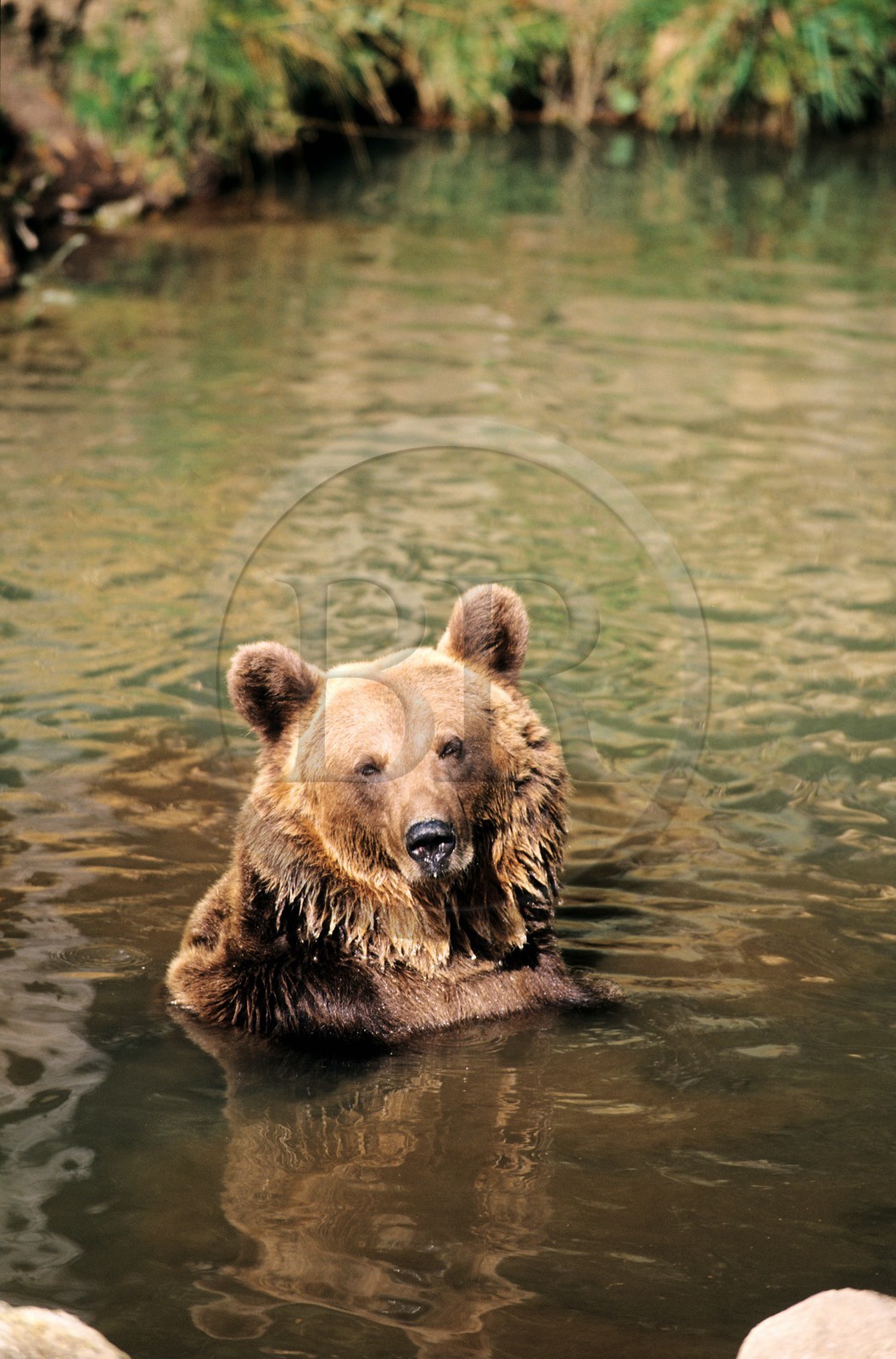 France, Pyrenees Orientales, brown bear of the Pyrenees to the animalist park of les Angles in the Capcir