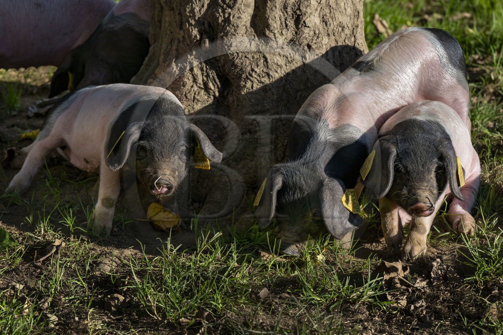 France, Pyrénées-Atlantiques (64), Pays-Basque, vallée des Aldudes, élevage en plein air Pierre Oteiza de porcs basques de race pie noir pour la production du jambon Kintoa AOC, porcelets