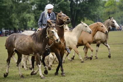 Argentine, province de Buenos Aires, San Antonio de Areco, fête du Jour de la Tradition (Dia de la Tradicion), figure appelée enchevêtrement de troupeaux (Entrevero de tropillas)