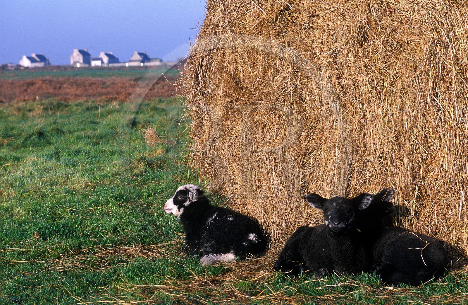 France, Finistère (29), île d'Ouessant, des jeunes moutons près de Keranchas