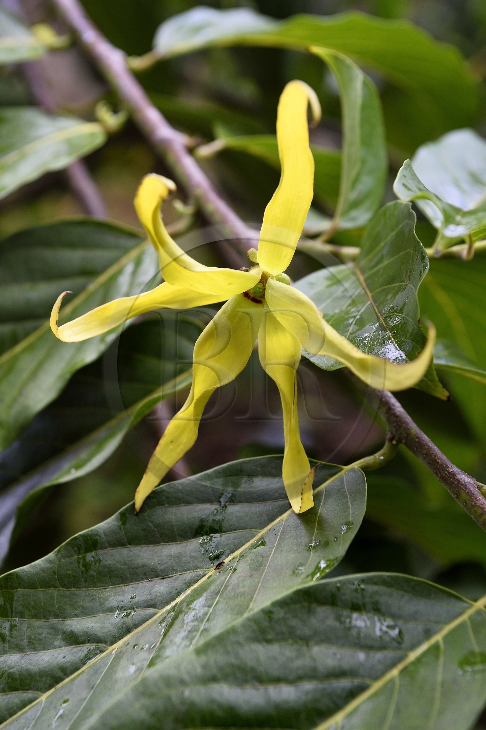France, Mayotte island (French overseas department), Grande-Terre, Ouangani, ylang-ylang (Cananga odorata) flower and their foliage